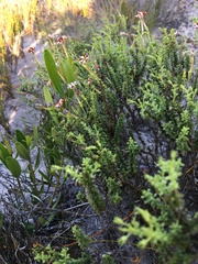 Jamesbrittenia albomarginata