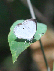 Neopithecops zalmora zalmora