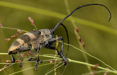 Pycnopsis brachyptera