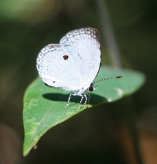 Neopithecops zalmora zalmora