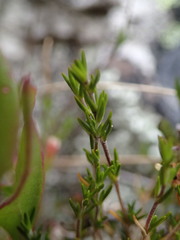 Stellaria gracilenta