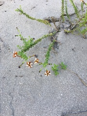 Jamesbrittenia albomarginata