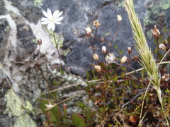 Stellaria gracilenta