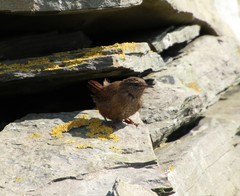 Troglodytes troglodytes zetlandicus