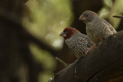Amadina erythrocephala