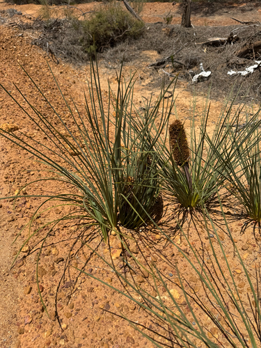 dwarf grasstree (Xanthorrhoea nana)