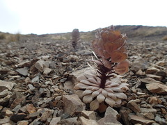 Notothlaspi rosulatum