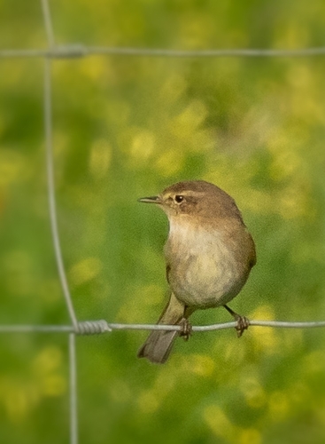 Avistamiento Mosquitero Común