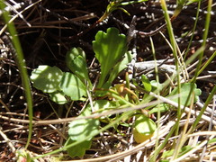 Brachyscome radicata