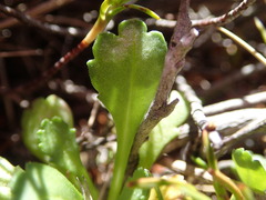 Brachyscome radicata