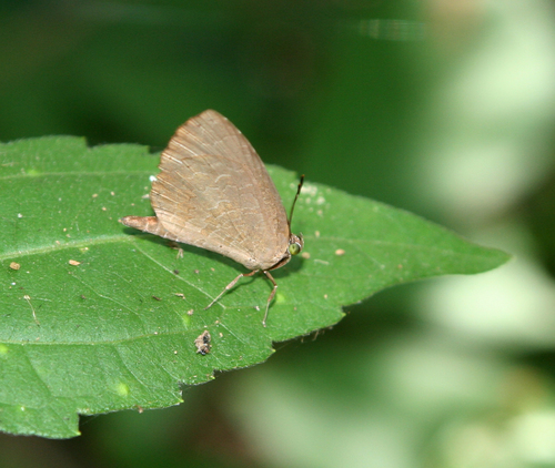 Common Brownie