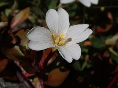 Epilobium macropus