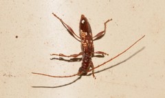 Coptocercus biguttatus