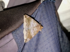 Bastilla amygdalis
