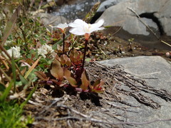 Epilobium macropus