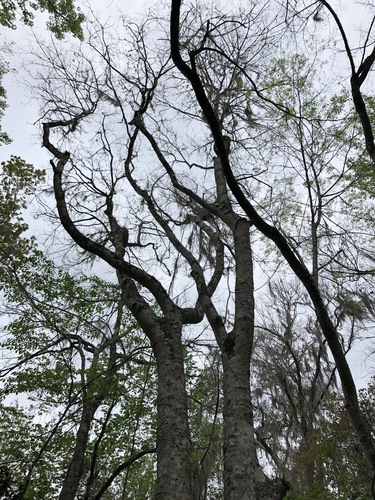 (linked from Celtis laevigata) Cannabaceae image