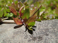 Epilobium macropus