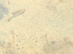 Rhinogobius duospilus