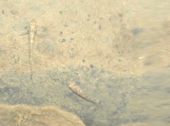 Rhinogobius duospilus