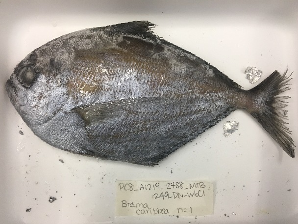 Caribbean Pomfret