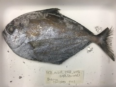 Caribbean Pomfret