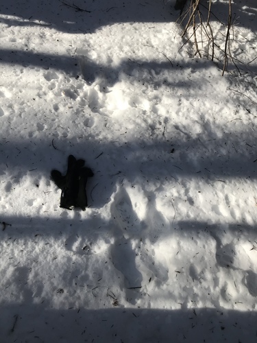 Snowshoe Hare photographed in Vermont