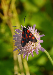 Zygaena angelicae