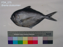Lowfin Pomfret photo 1