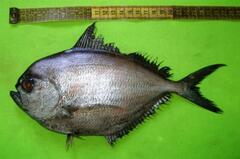 Lowfin Pomfret photo 2
