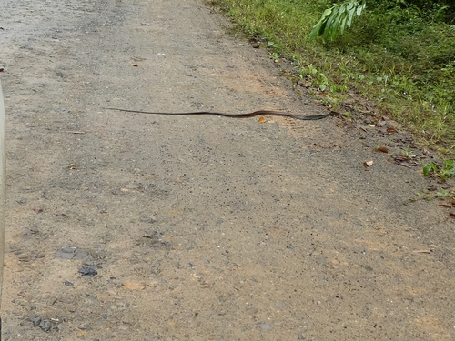 Brown Rat Snake