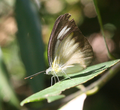 Appias lyncida eleonora