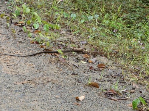 Brown Rat Snake
