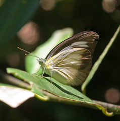 Appias lyncida eleonora
