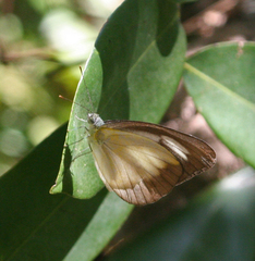 Appias lyncida eleonora