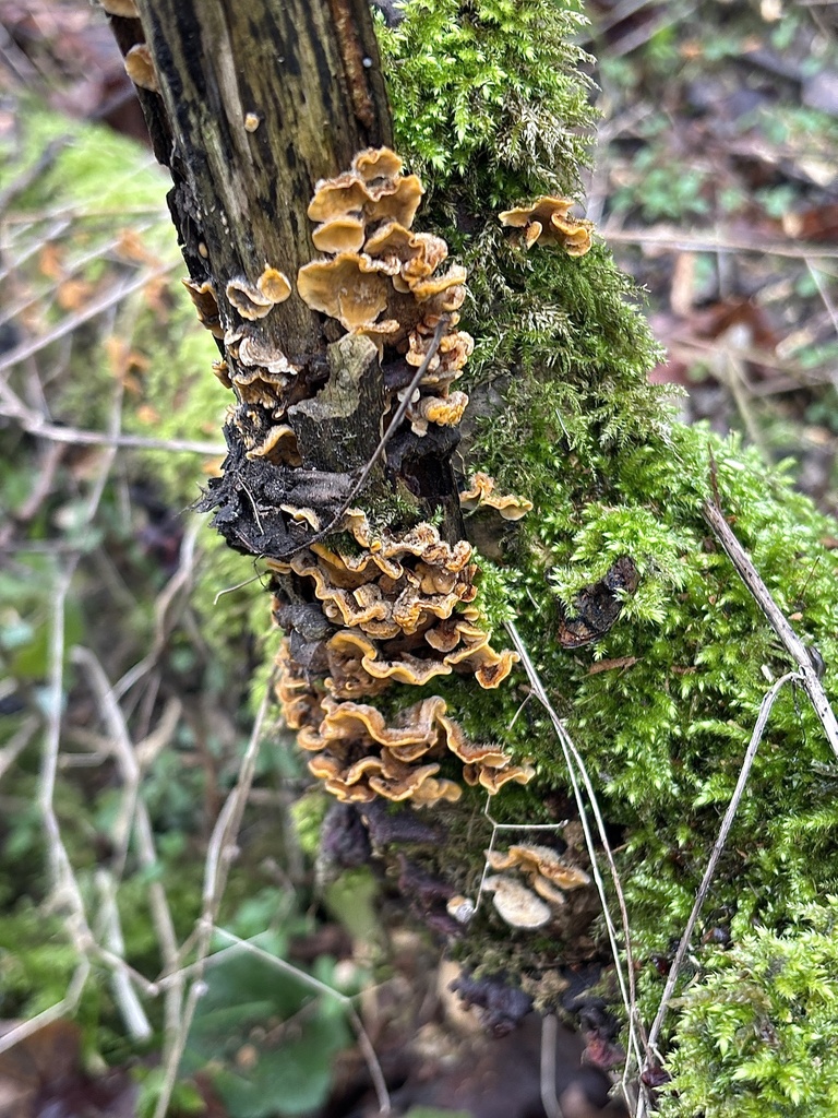 Stereum hirsutum · February 2026 · photo: © martinww (iNaturalist, cc-by)