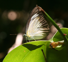 Appias lyncida eleonora