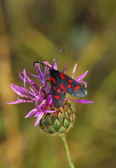 Zygaena angelicae