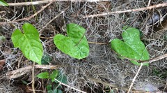 Ipomoea alba