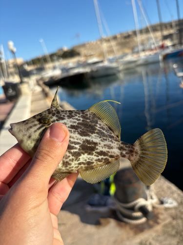 Stephanolepis diaspros
