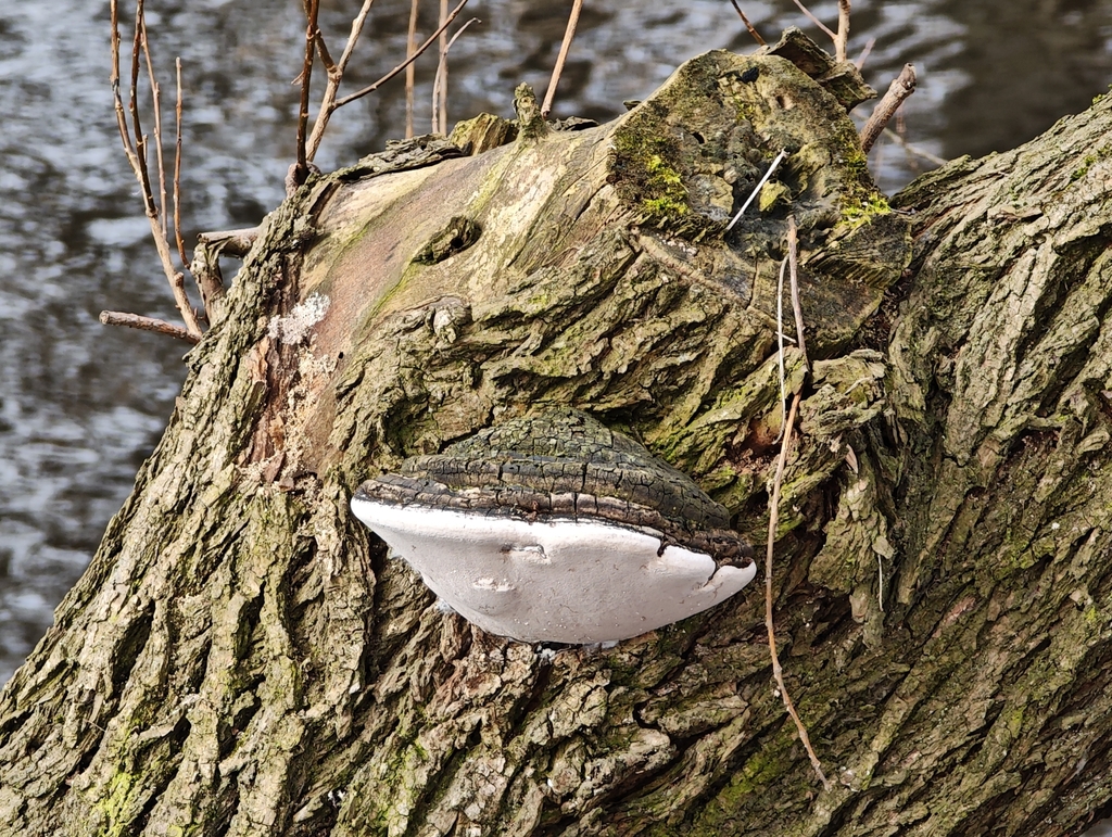 Phellinus igniarius · February 2026 · photo: © igor117 (iNaturalist, cc-by)