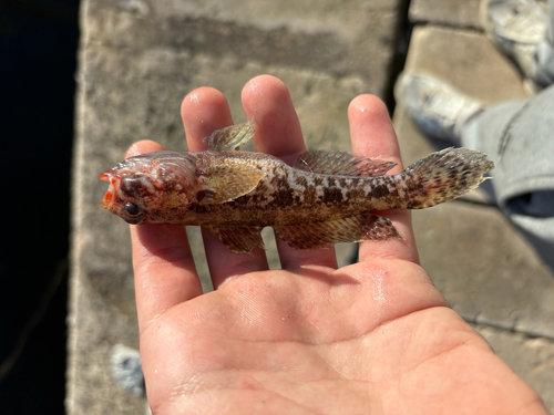 Gobius cruentatus