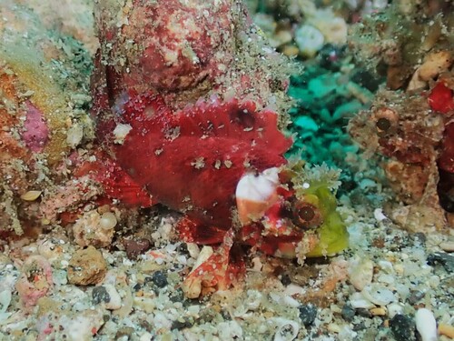 Blotchfin scorpionfish (Scorpaenodes varipinnis) — Scorpaenidae