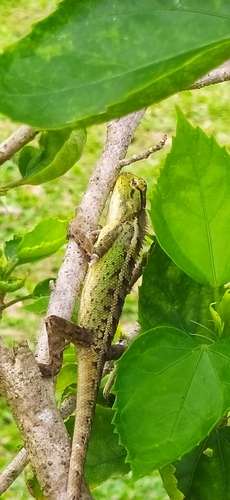Calotes versicolor