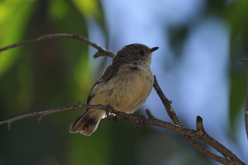 Acanthiza reguloides