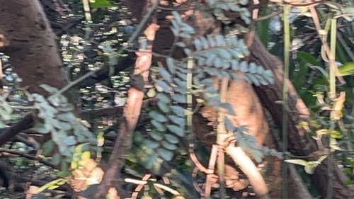 Ventilago elegans, photograph 3