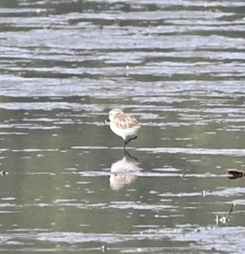 Spoon-billed Sandpiper