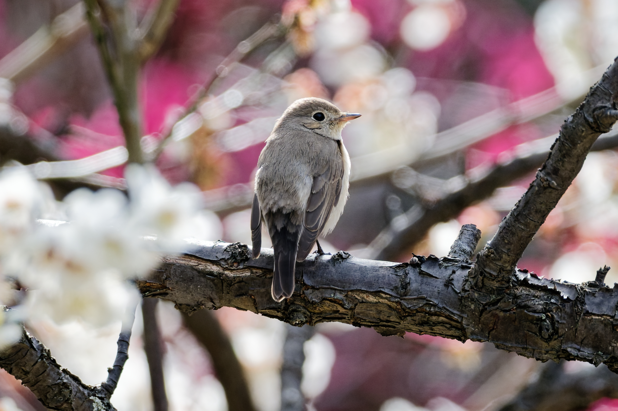 Red-breasted Flycatcher (Ficedula parva), photo 6
