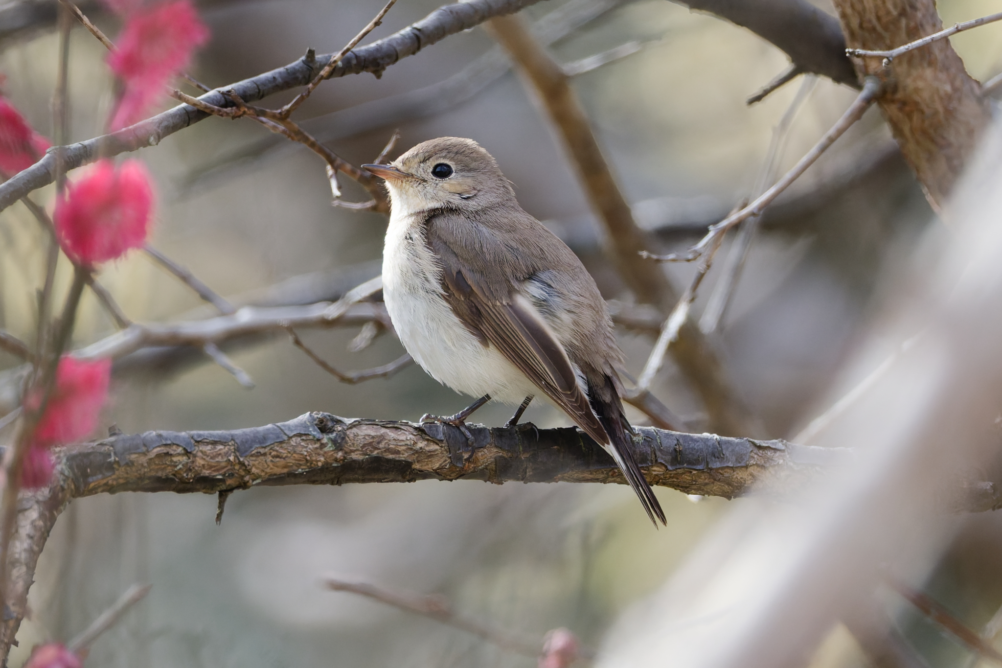 Red-breasted Flycatcher (Ficedula parva), photo 8