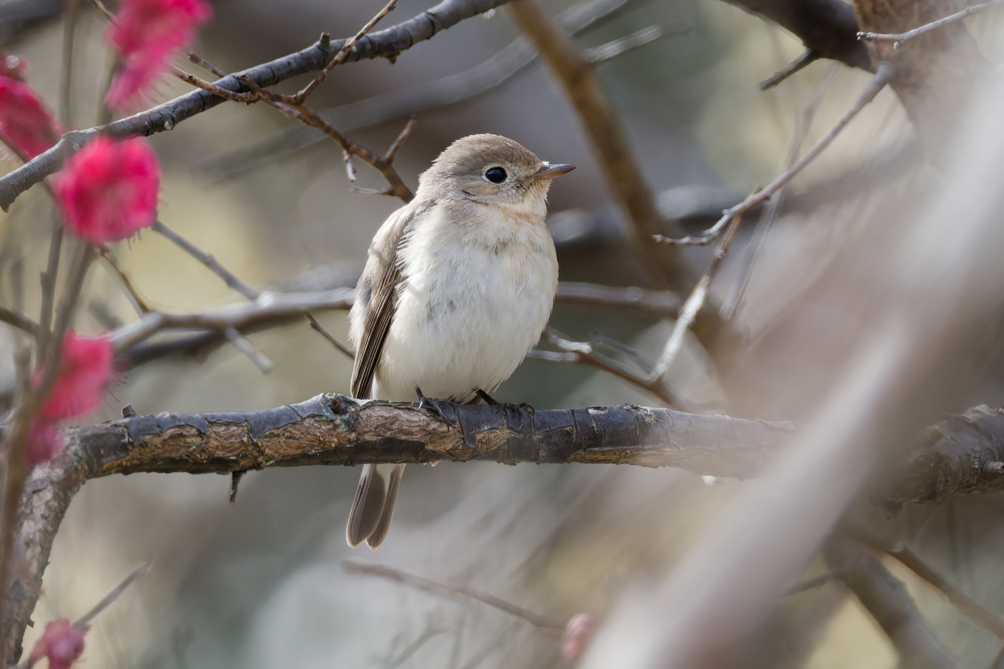 Red-breasted Flycatcher (Ficedula parva), photo 9