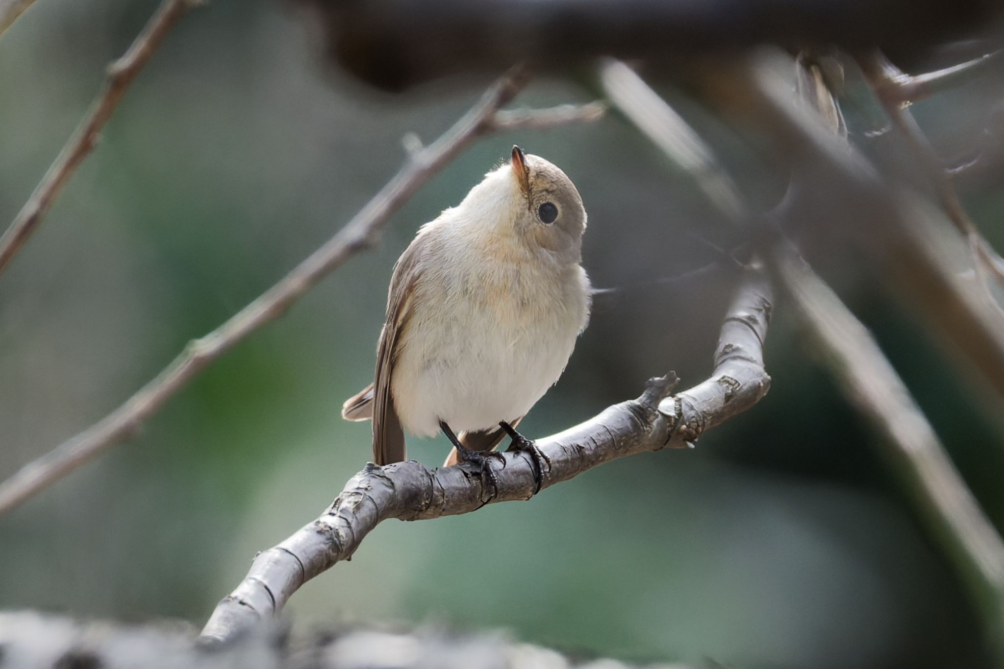 Red-breasted Flycatcher (Ficedula parva), photo 7